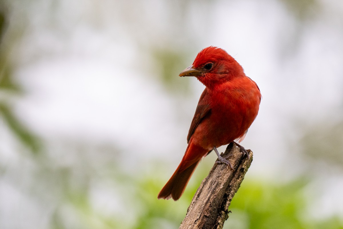 Summer Tanager - Forest Botial-Jarvis