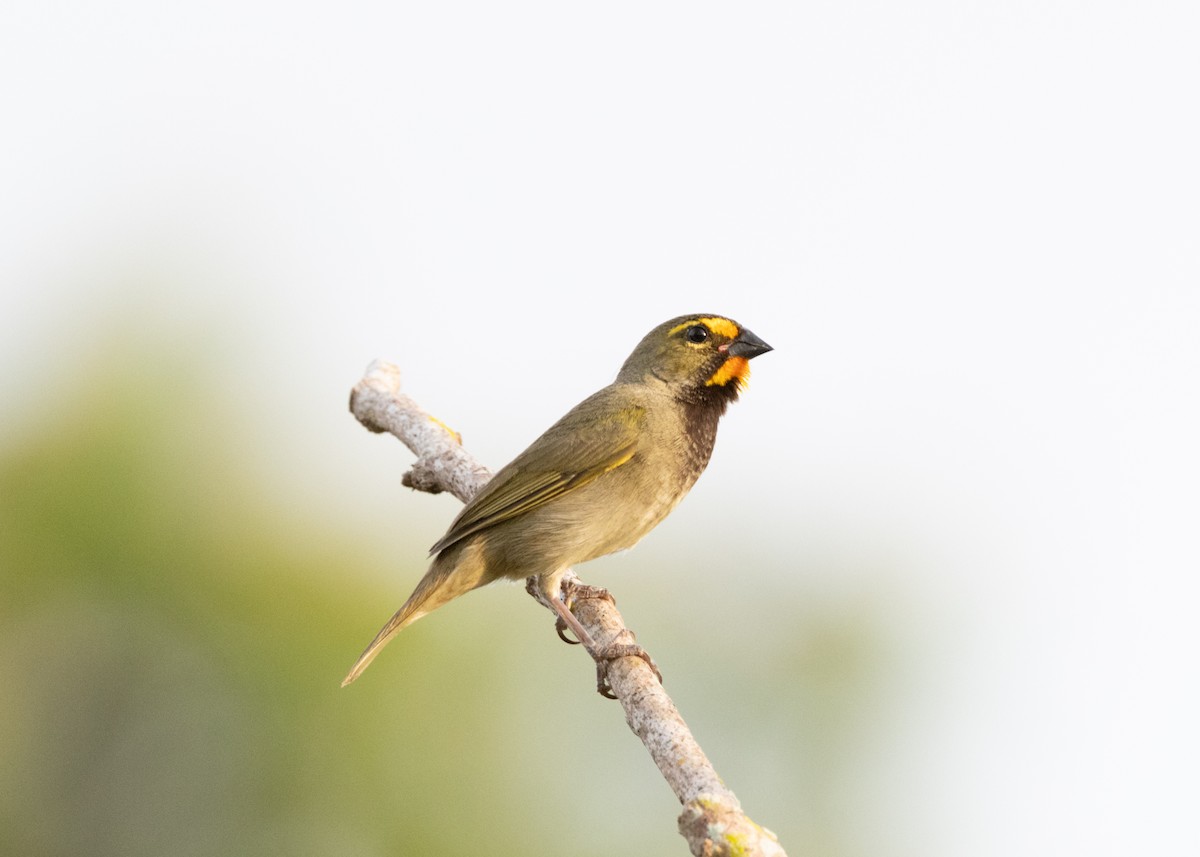 Yellow-faced Grassquit - ML620767898