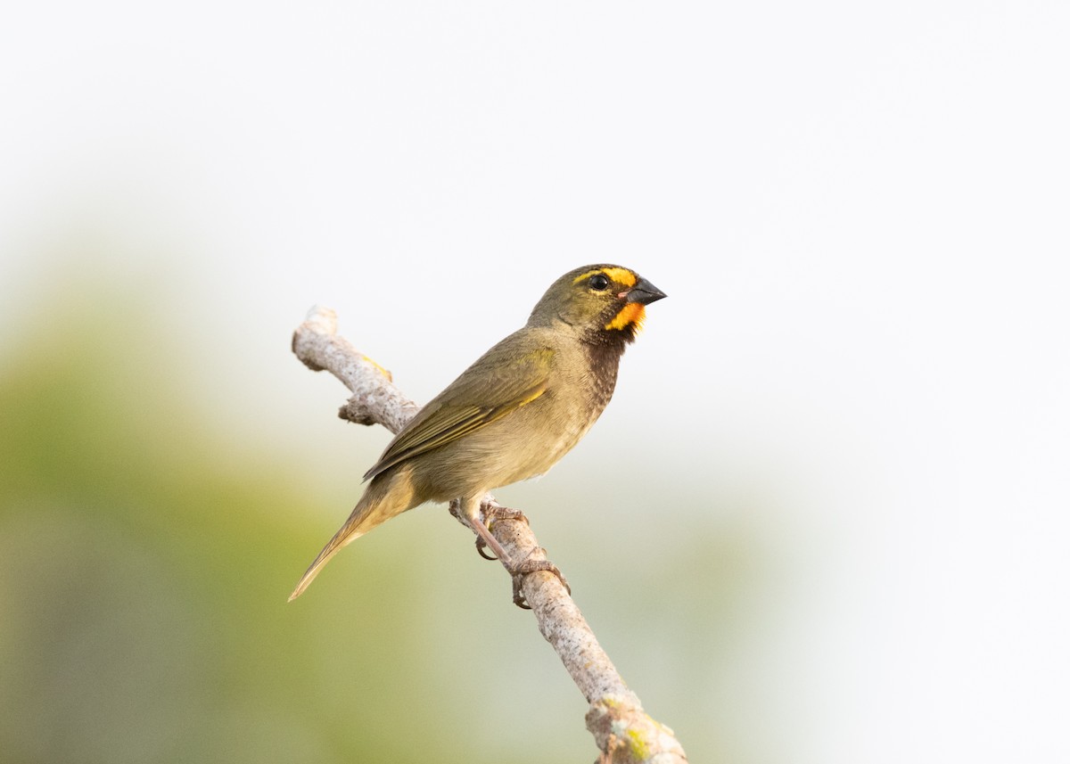 Yellow-faced Grassquit - ML620767899