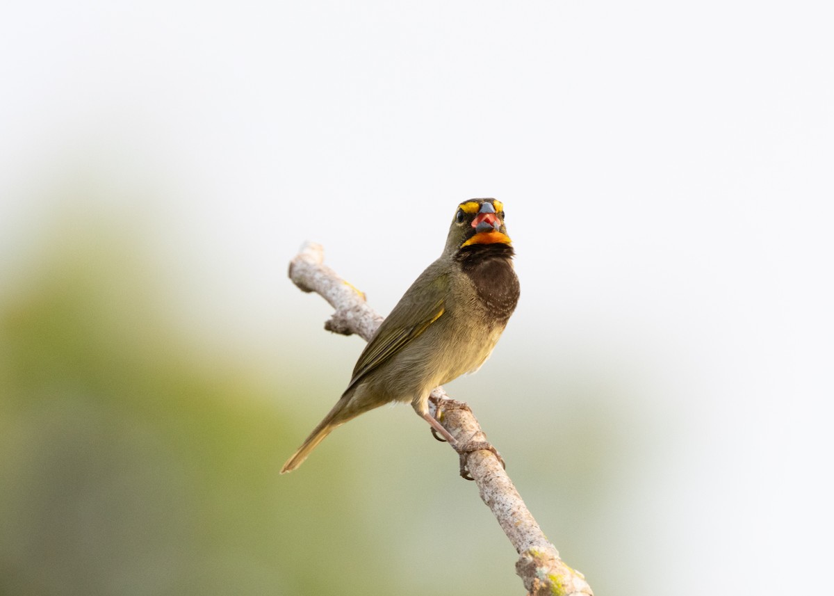 Yellow-faced Grassquit - ML620767901