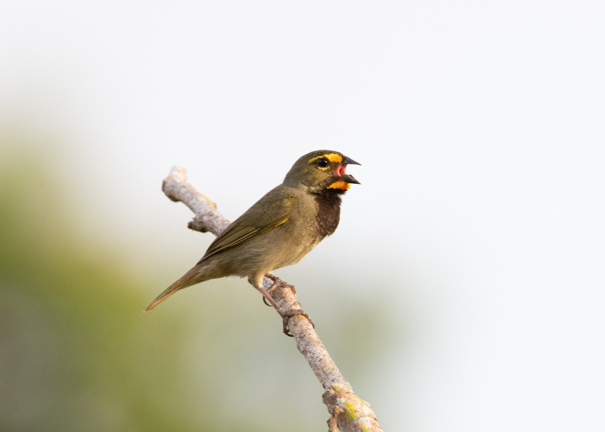 Yellow-faced Grassquit - ML620767902