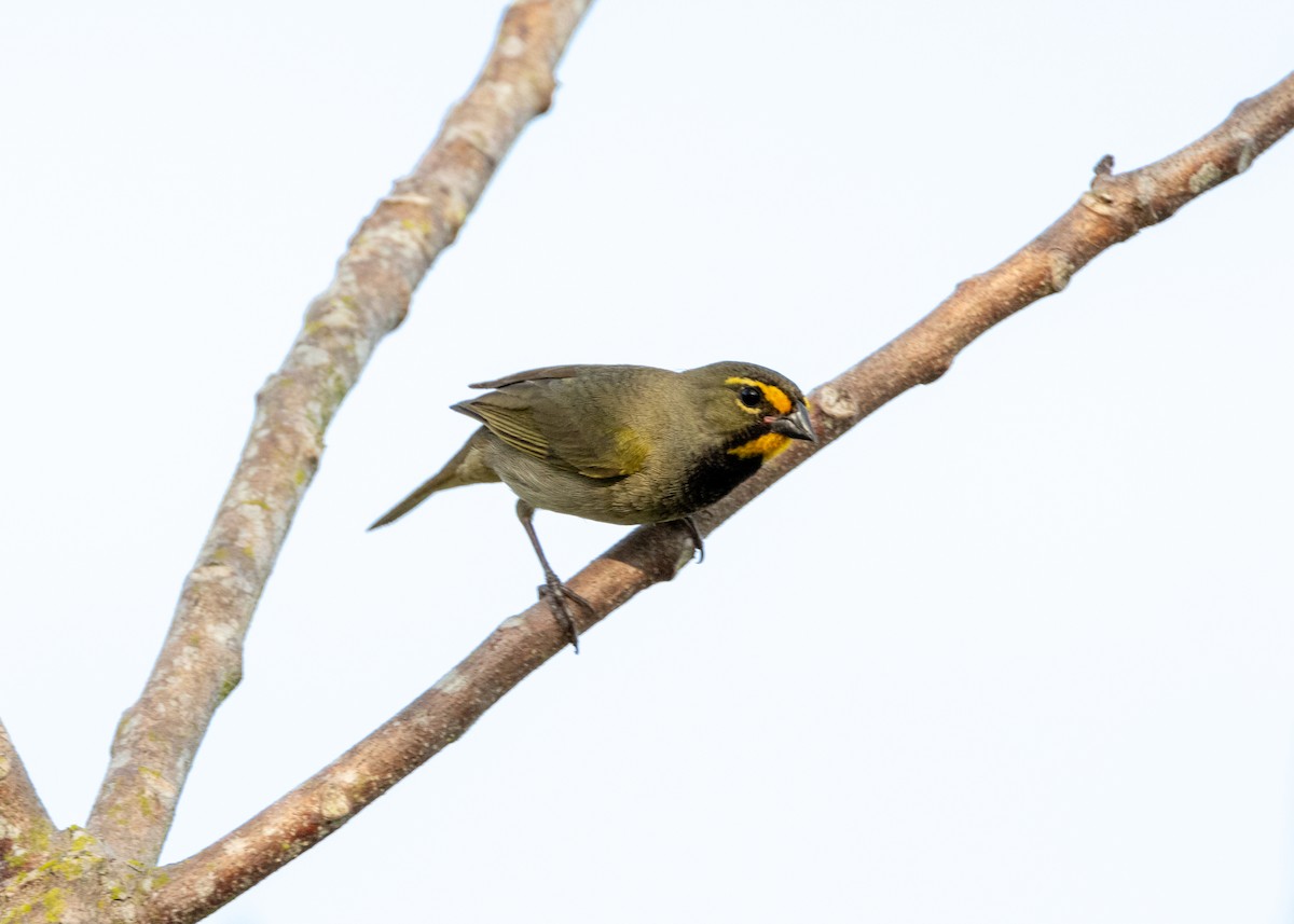 Yellow-faced Grassquit - ML620767903