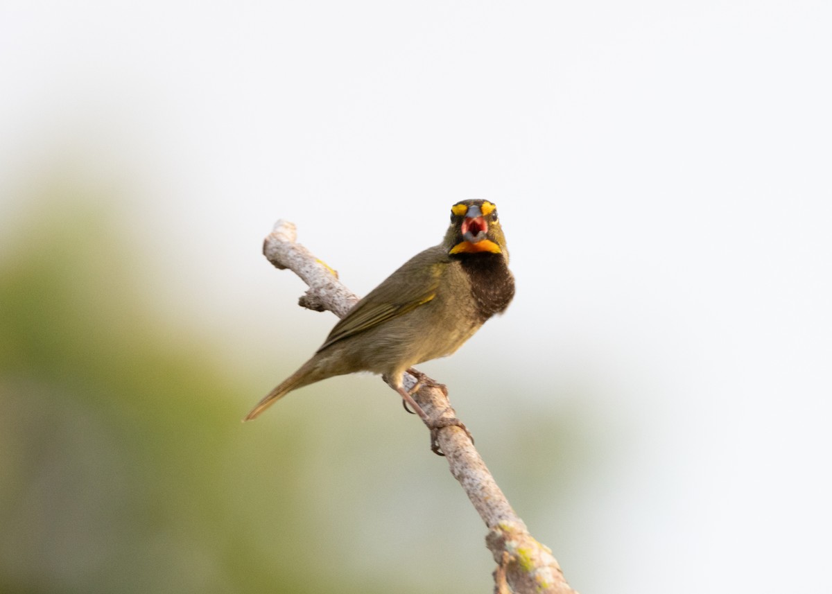 Yellow-faced Grassquit - ML620767904