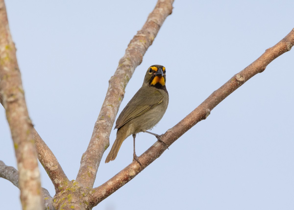 Yellow-faced Grassquit - ML620767905