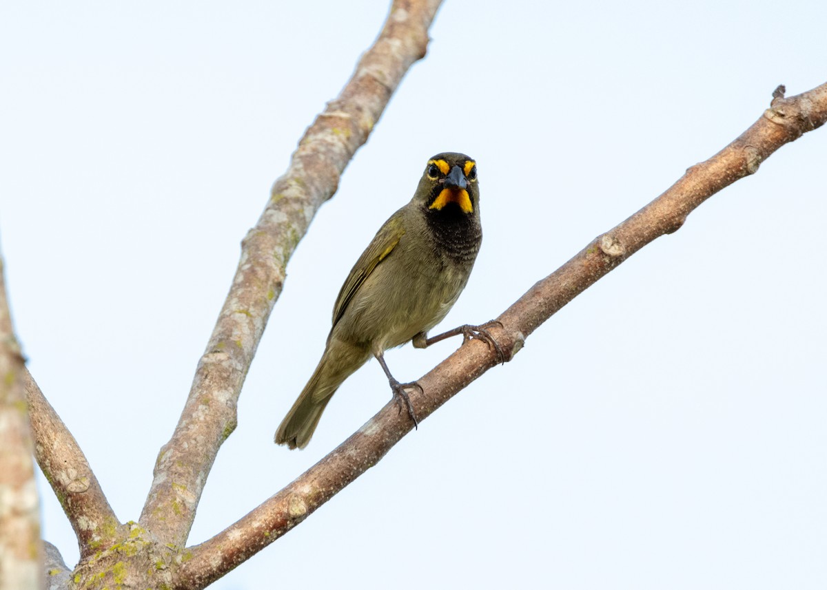 Yellow-faced Grassquit - ML620767906