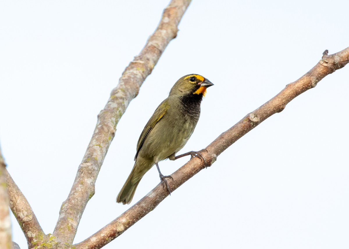 Yellow-faced Grassquit - ML620767907