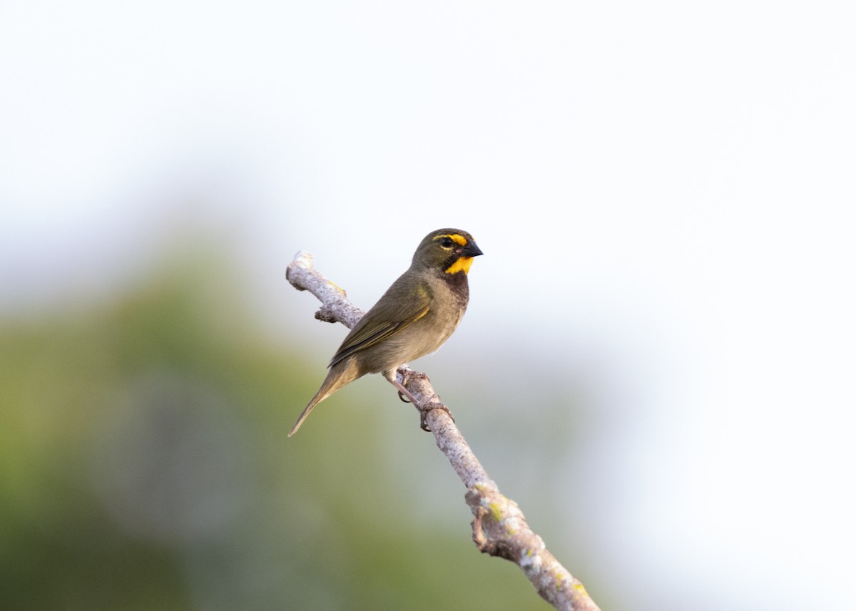 Yellow-faced Grassquit - ML620767908