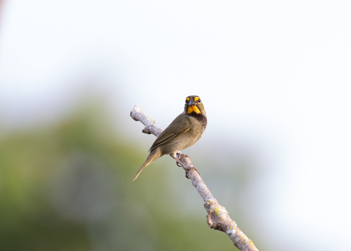 Yellow-faced Grassquit - ML620767909