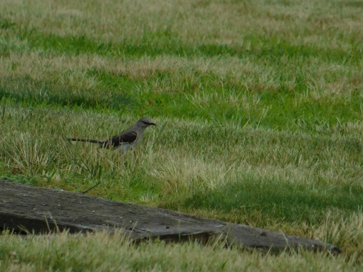 Northern Mockingbird - ML620767914