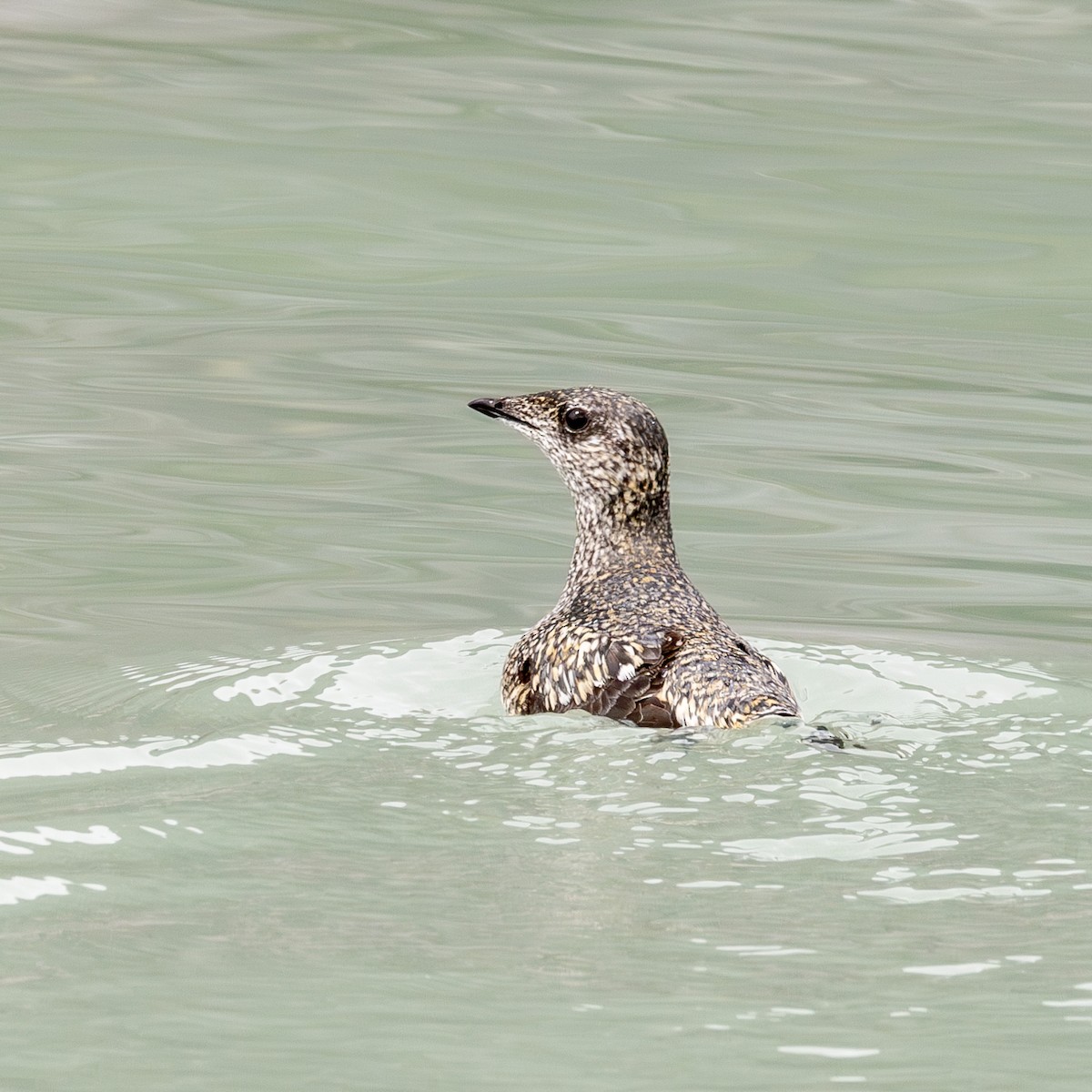 Kittlitz's Murrelet - ML620767916