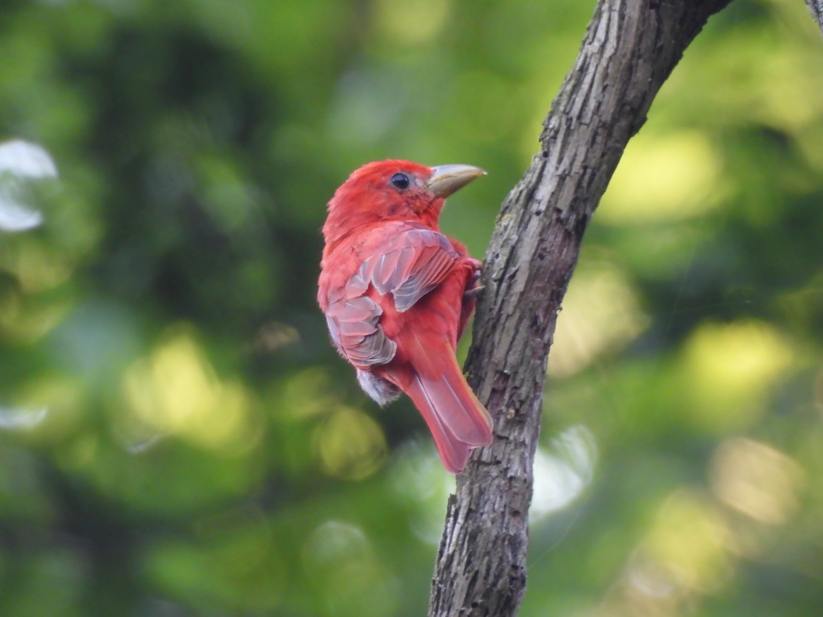 Summer Tanager - ML620767919