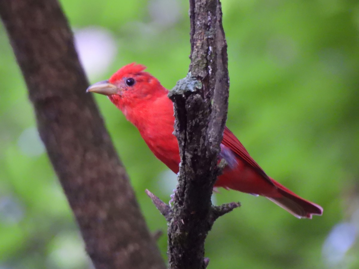 Piranga Roja - ML620767932