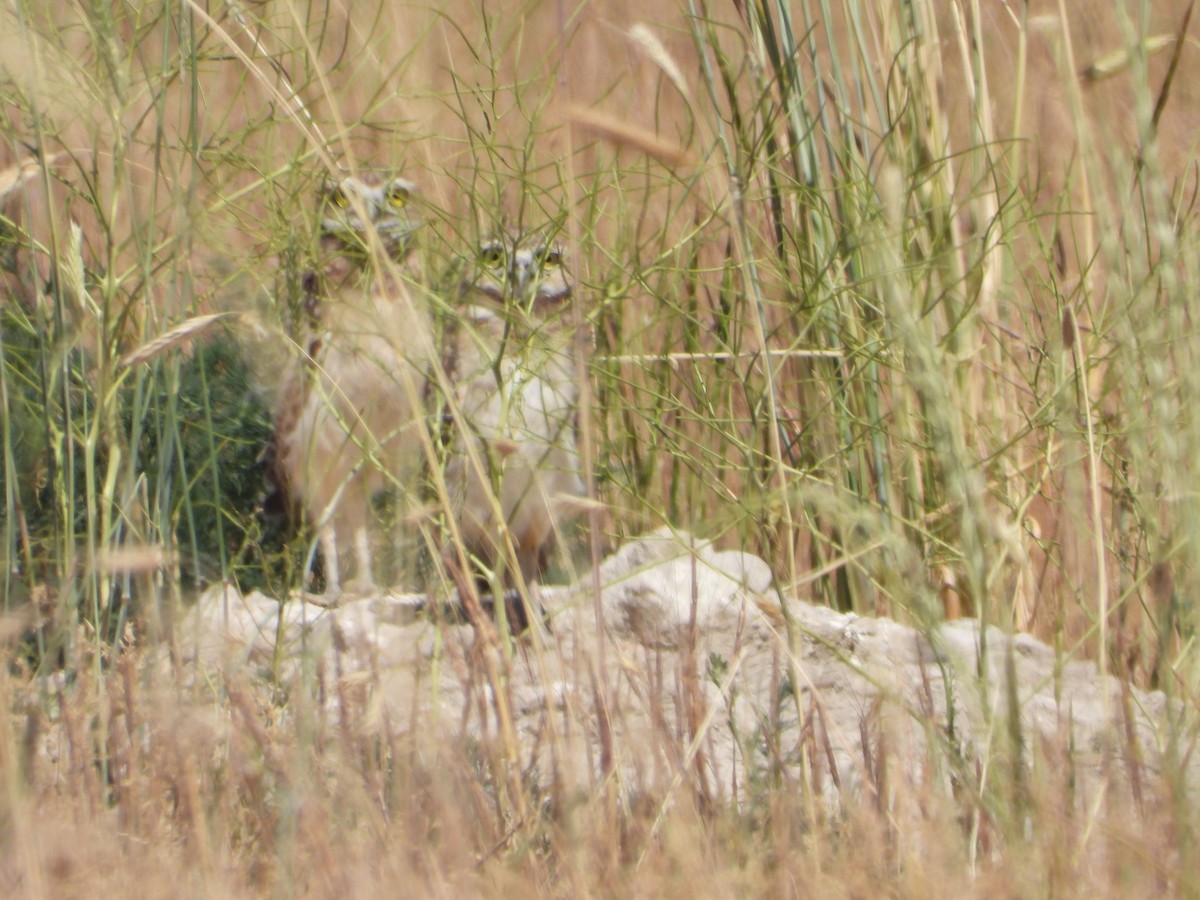 Burrowing Owl - ML620767934