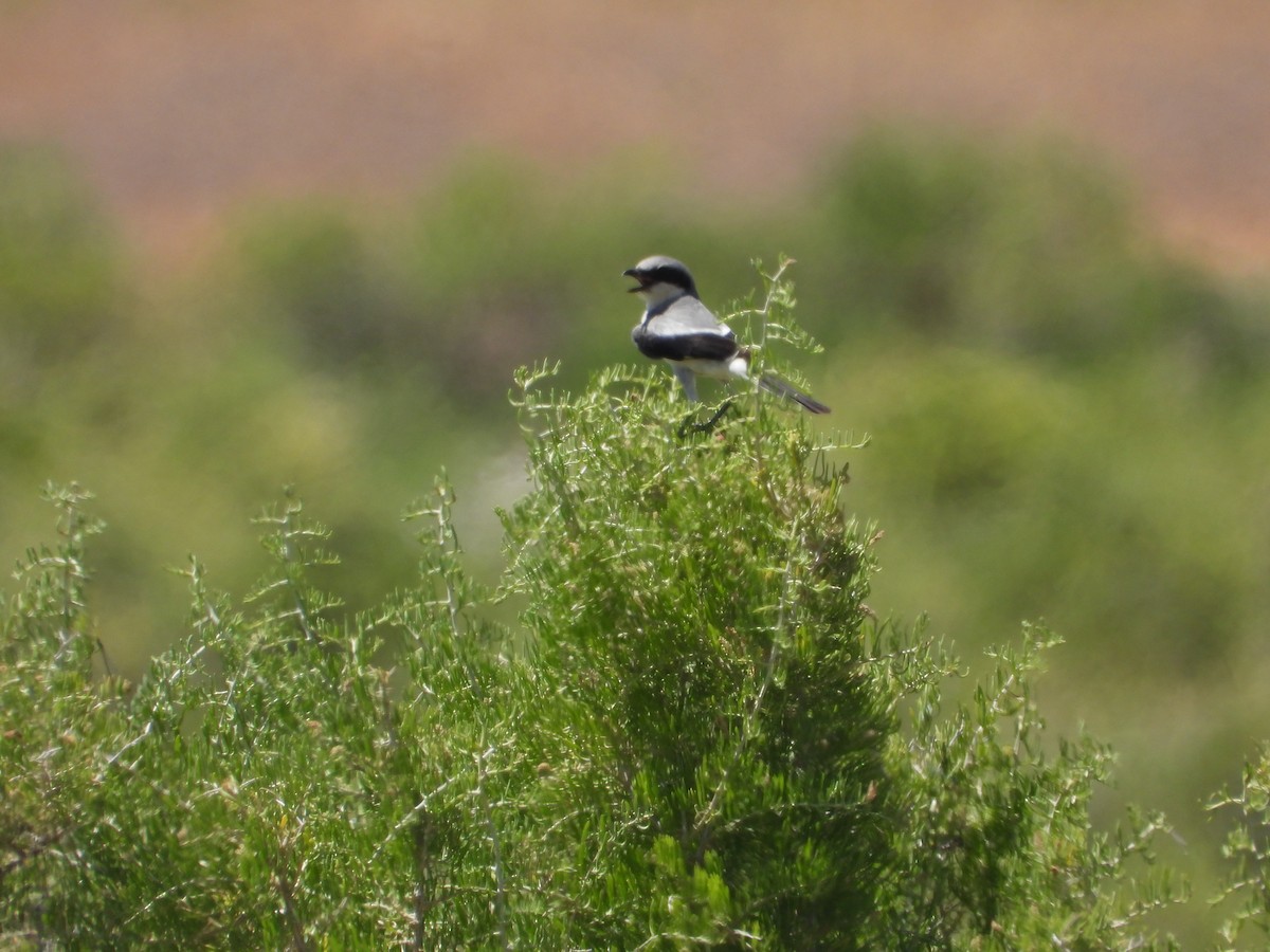 Loggerhead Shrike - ML620767948