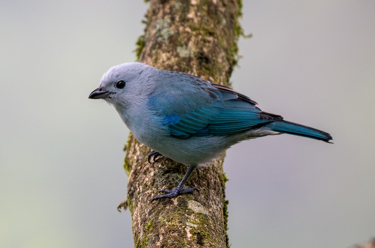 Blue-gray Tanager - ML620767952