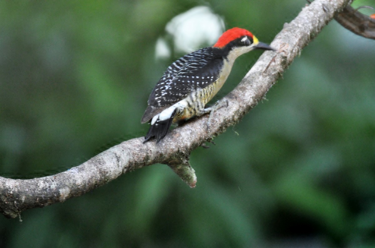 Black-cheeked Woodpecker - ML620767959