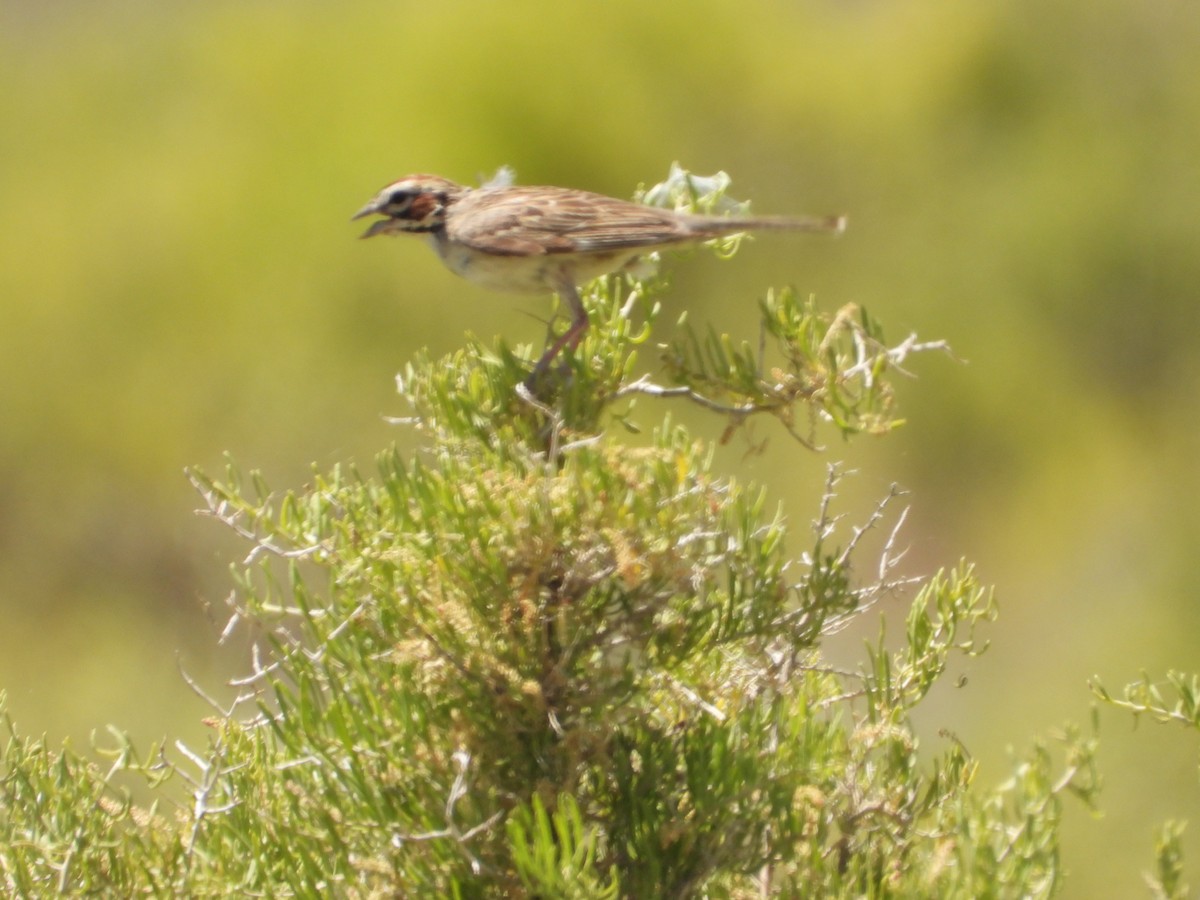 Lark Sparrow - ML620767961