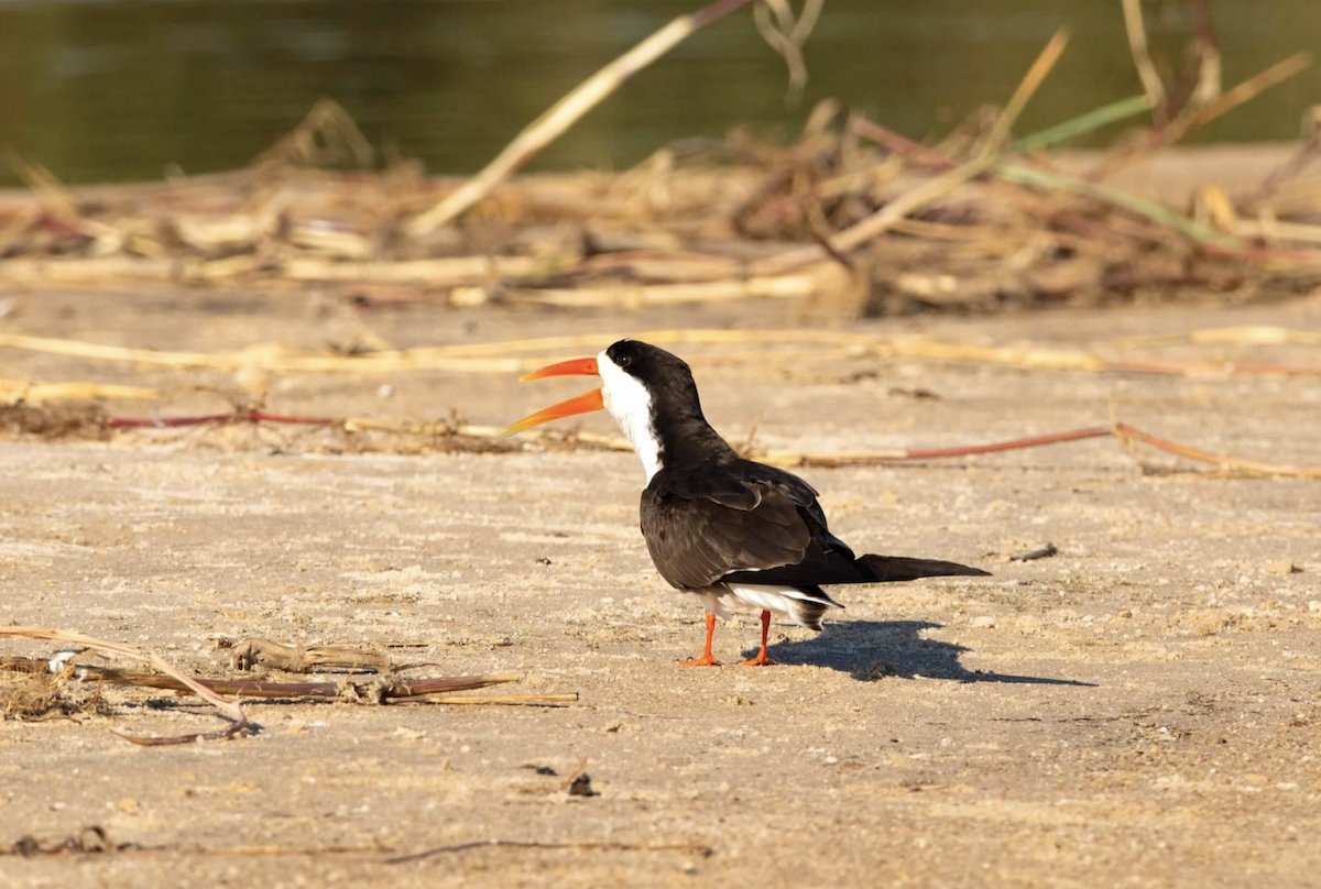 African Skimmer - ML620767985