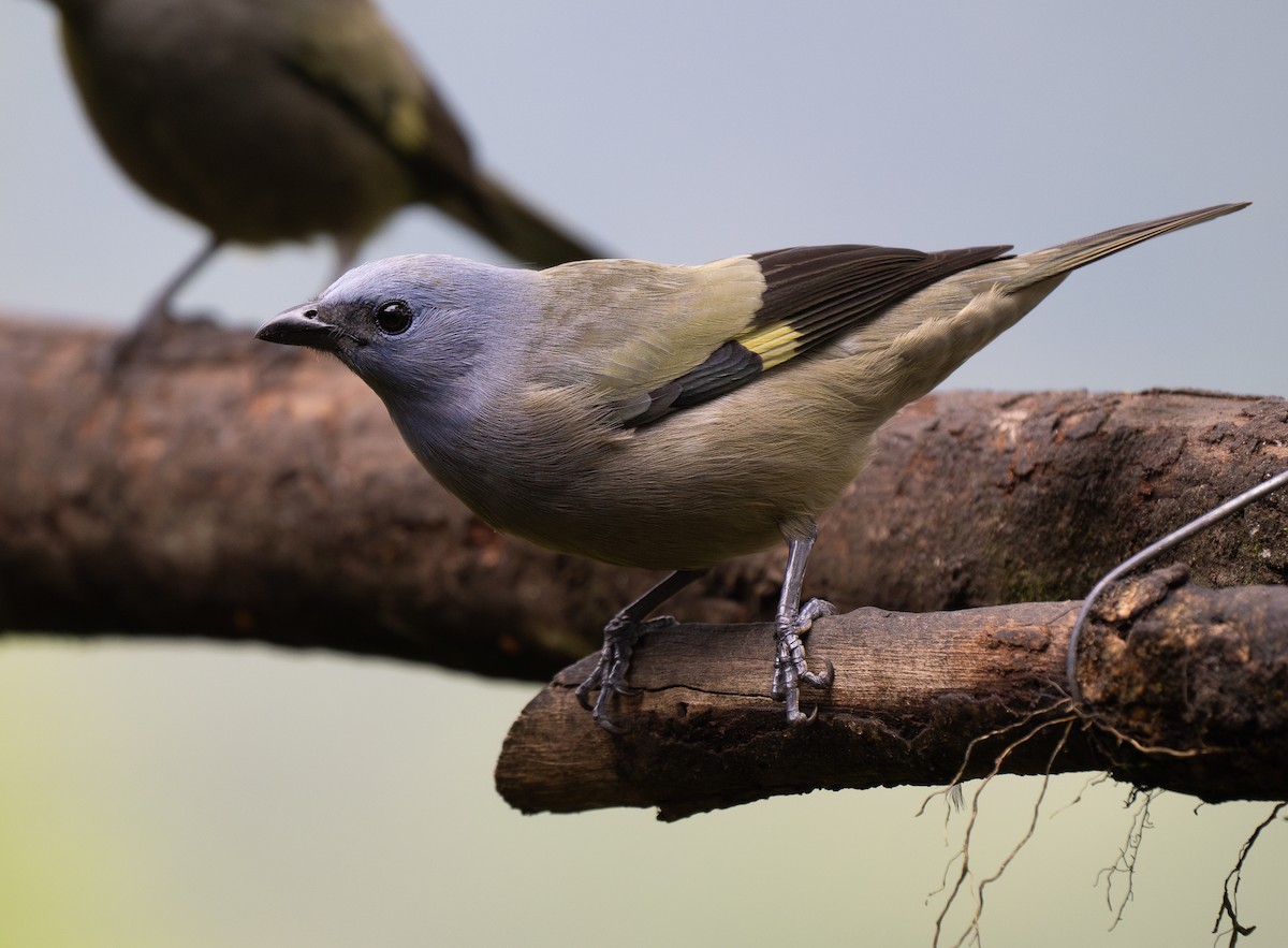 Yellow-winged Tanager - ML620767986