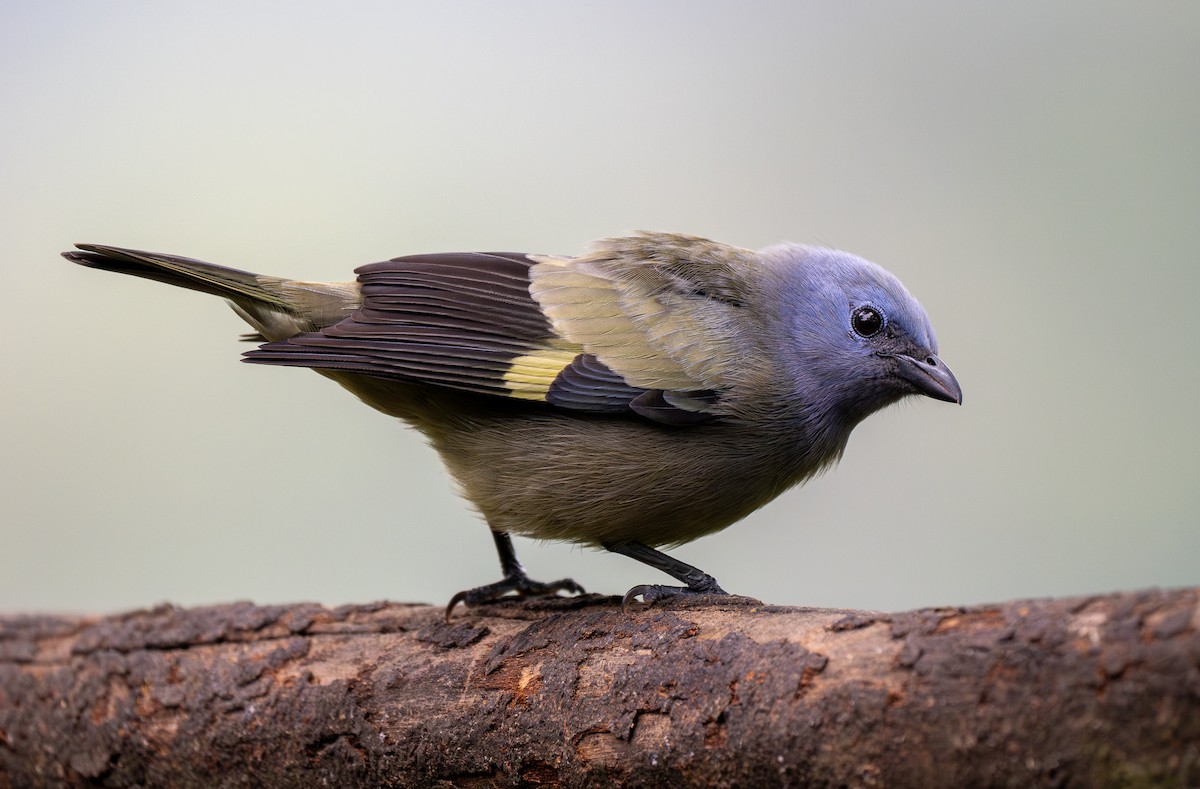 Yellow-winged Tanager - Forest Botial-Jarvis