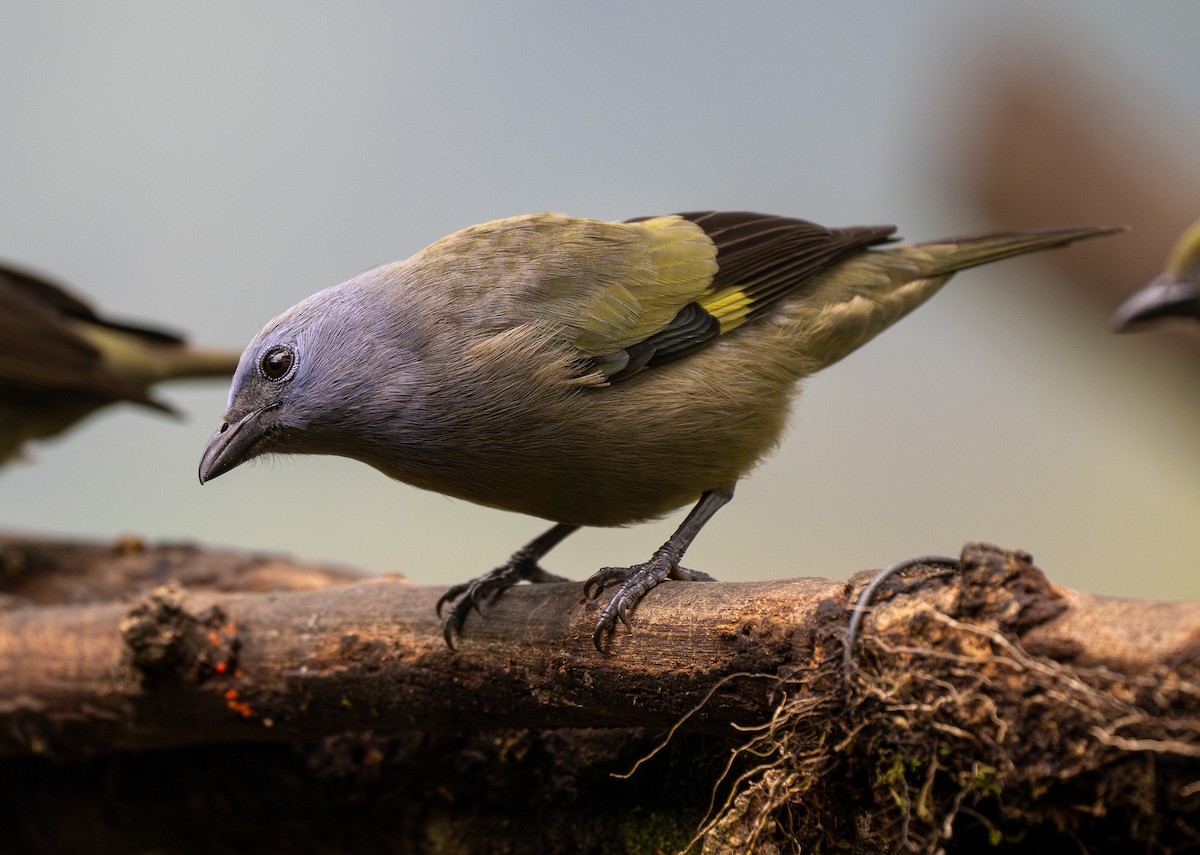 Yellow-winged Tanager - ML620767988