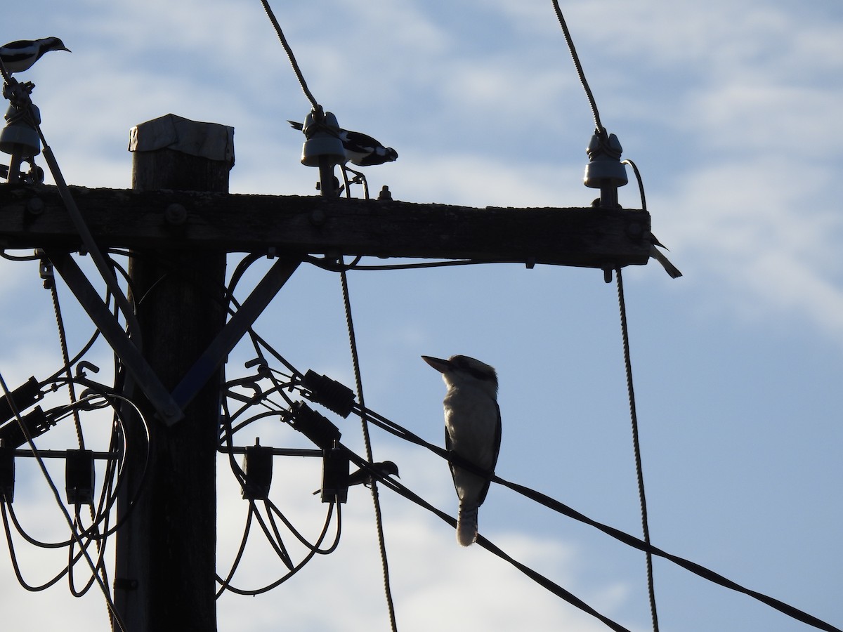 Laughing Kookaburra - ML620767990