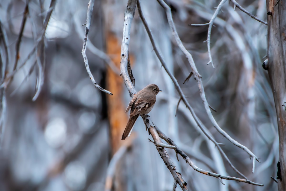 Townsend's Solitaire - ML620768002