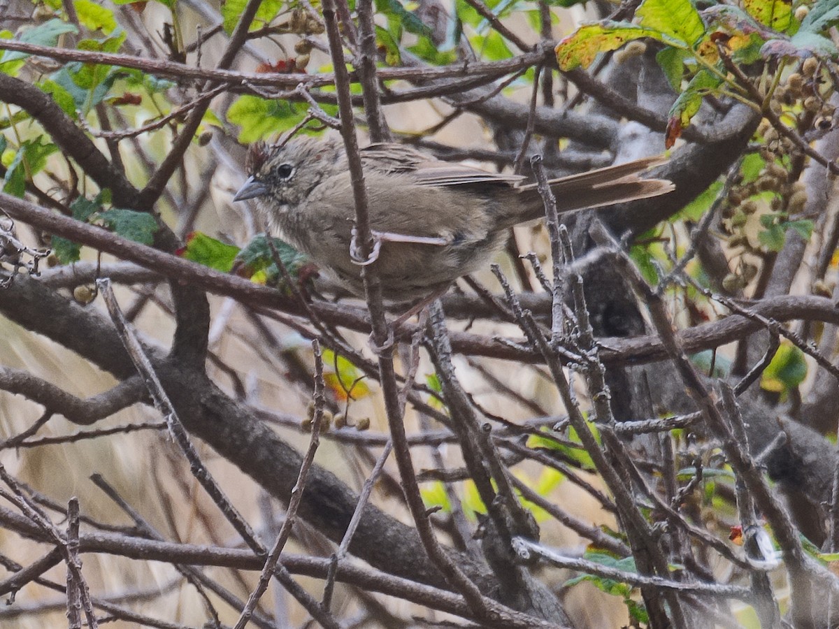 Rufous-crowned Sparrow - ML620768013