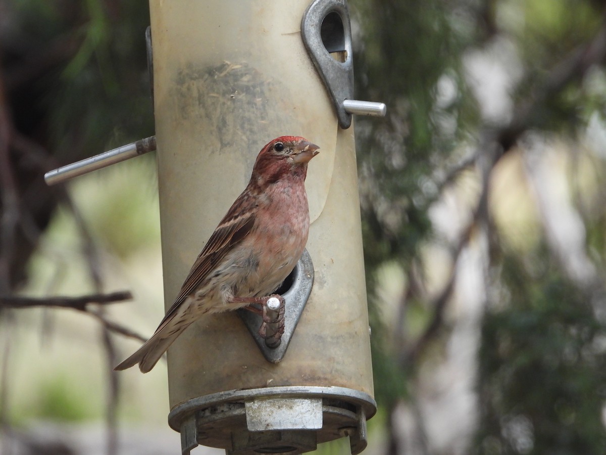 House Finch - ML620768017