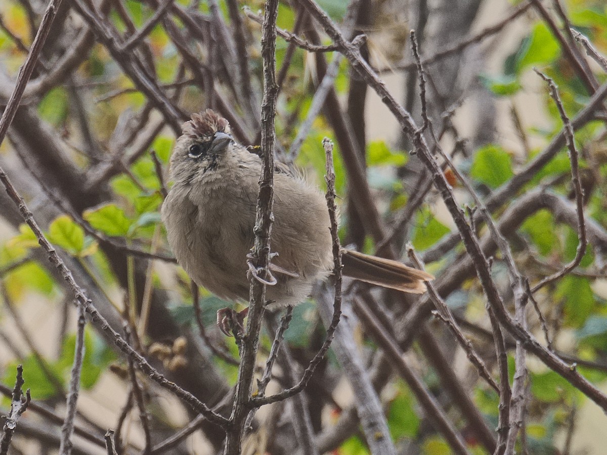 Rufous-crowned Sparrow - Michael Rieser