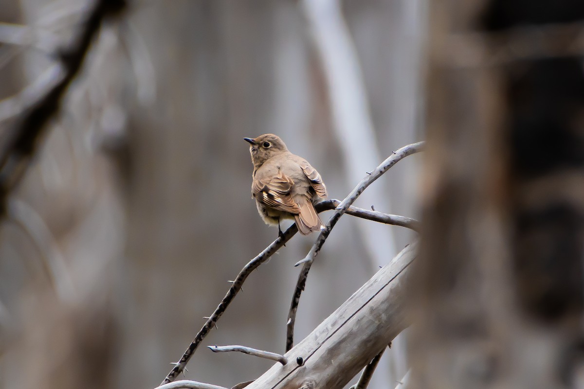 Townsend's Solitaire - ML620768026