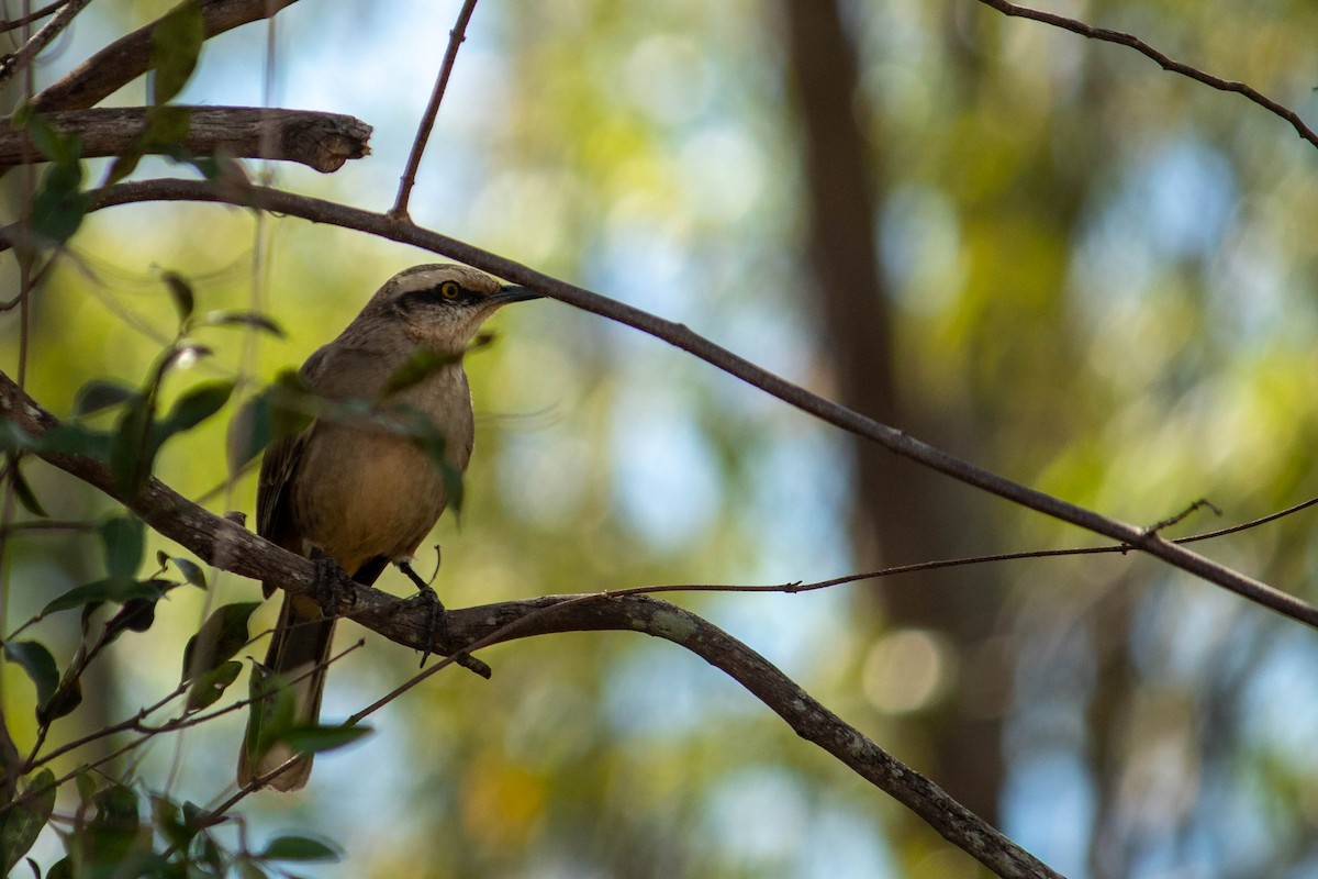 Chalk-browed Mockingbird - ML620768028