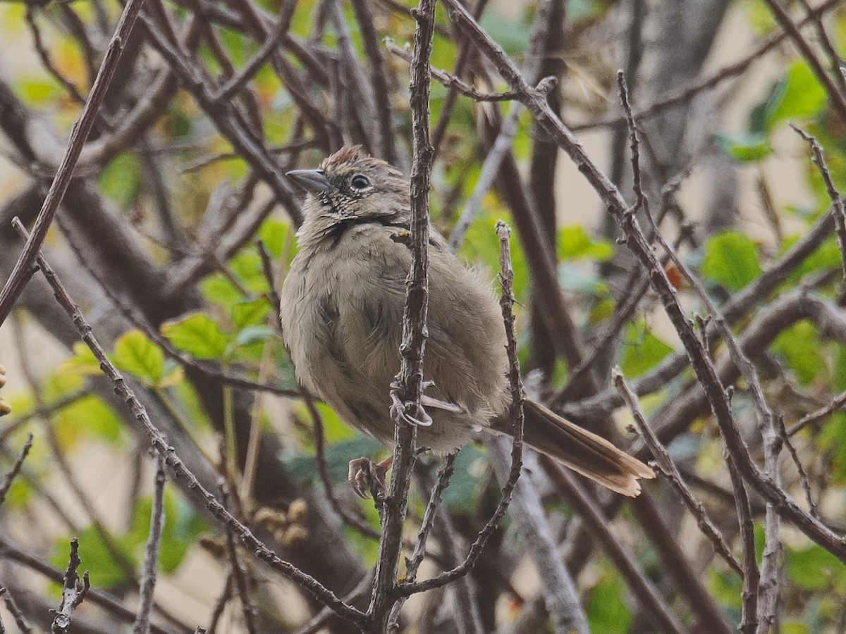 Rufous-crowned Sparrow - ML620768031