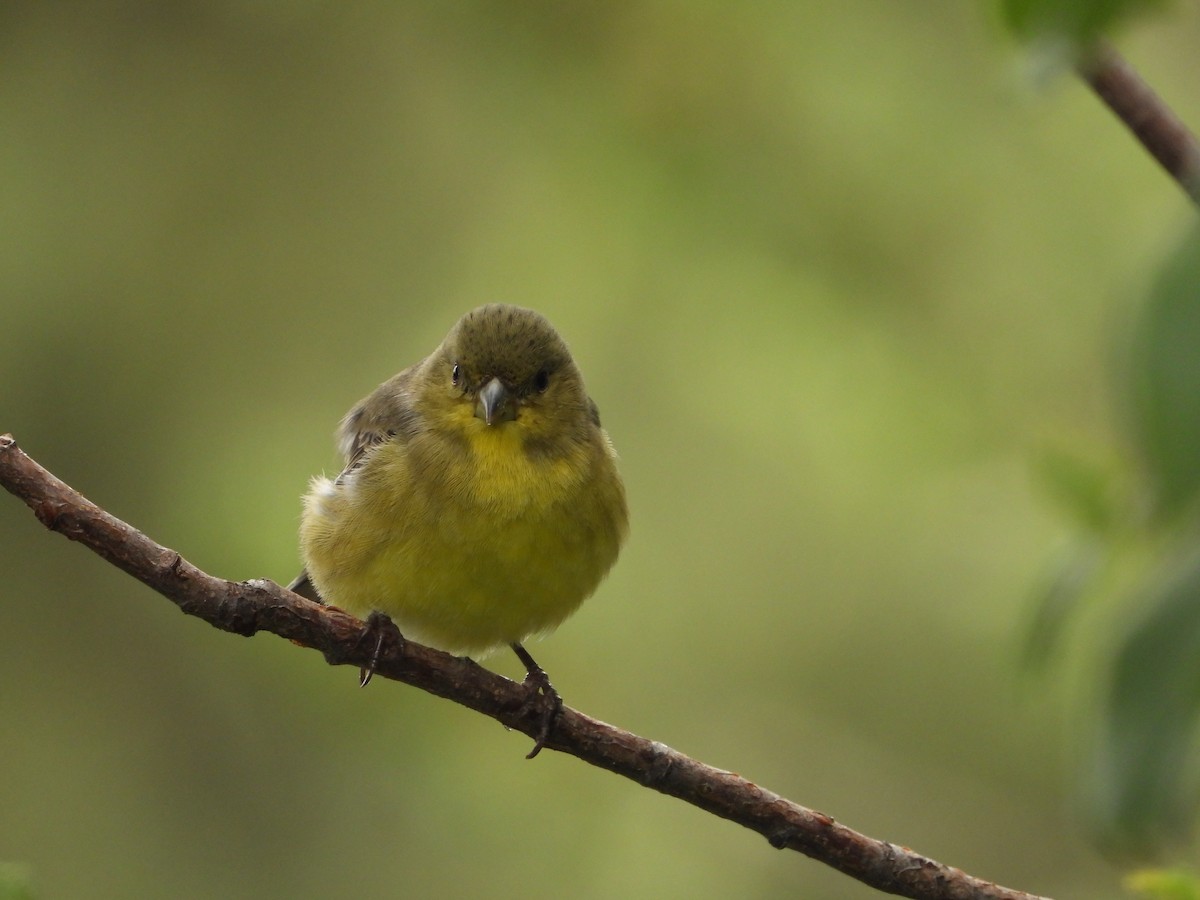 Lesser Goldfinch - ML620768033