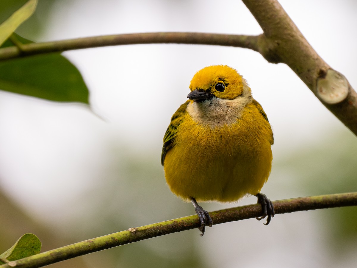 Silver-throated Tanager - ML620768036