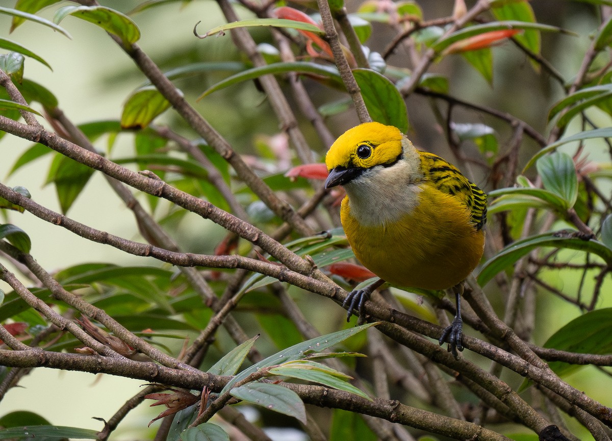 Silver-throated Tanager - ML620768037