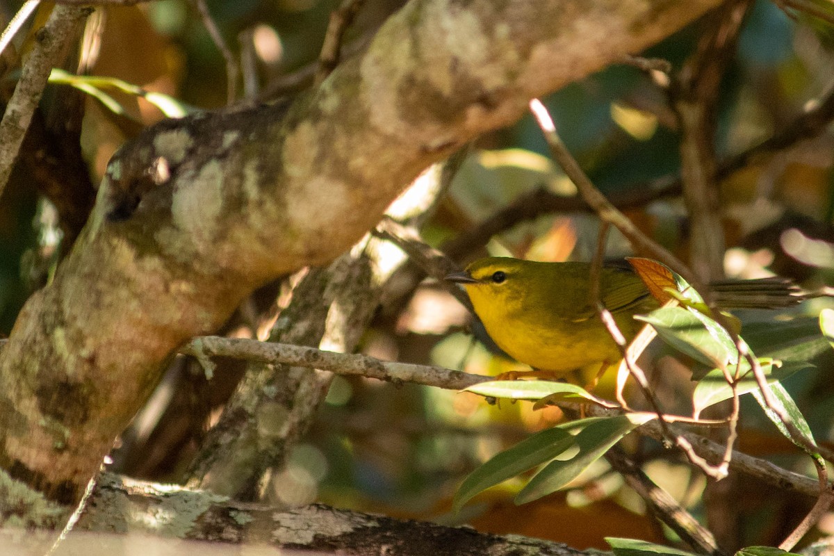 Flavescent Warbler - ML620768048