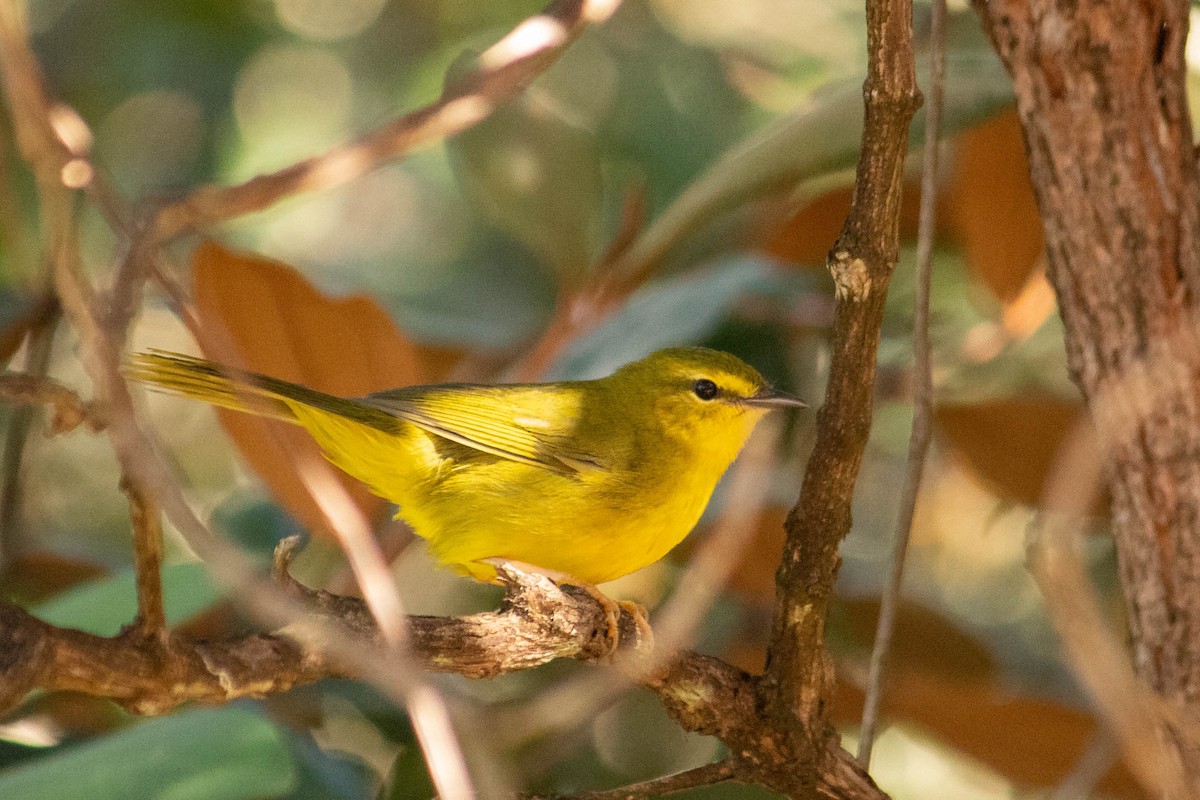 Flavescent Warbler - ML620768049