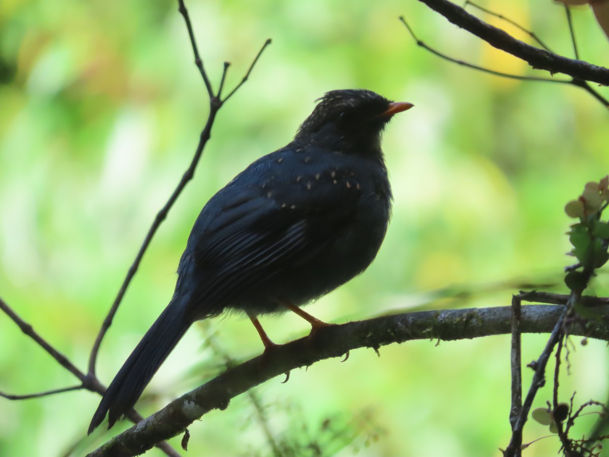 Black-faced Solitaire - ML620768055