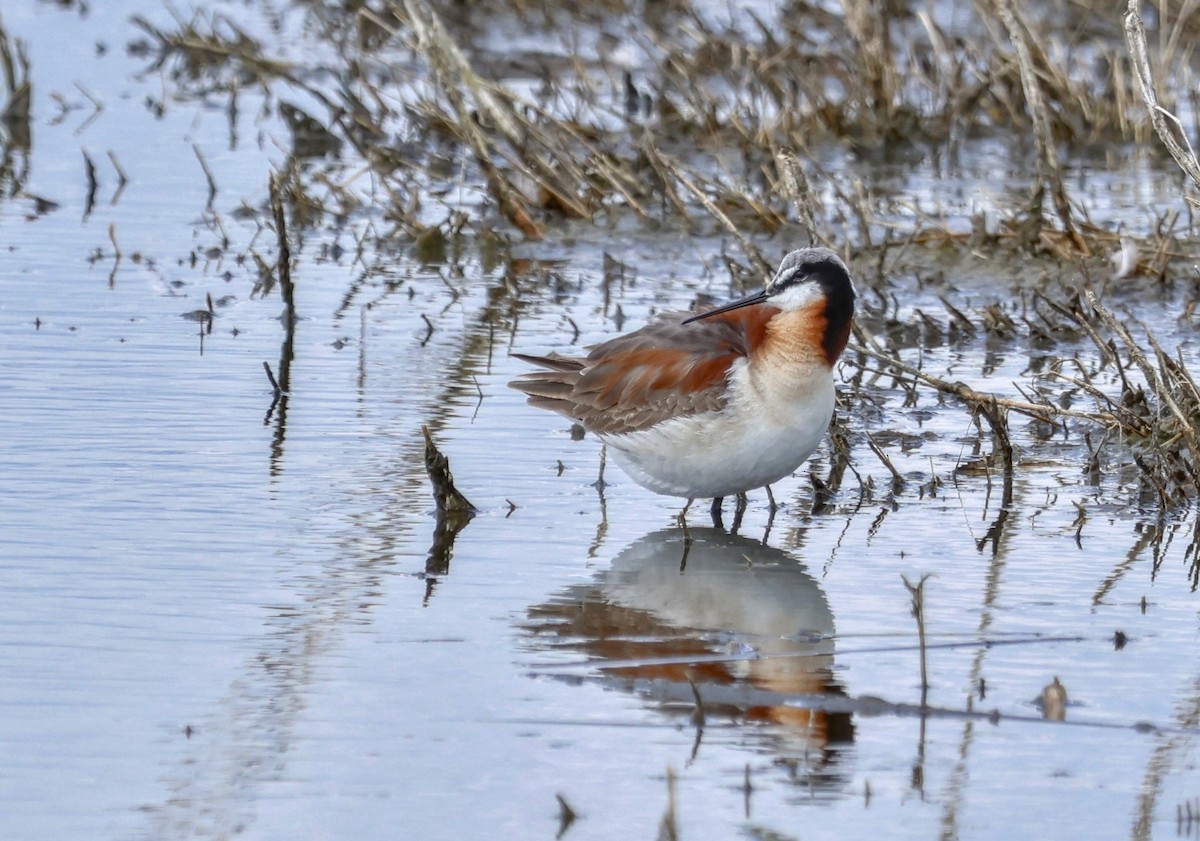 hvithalesvømmesnipe - ML620768057