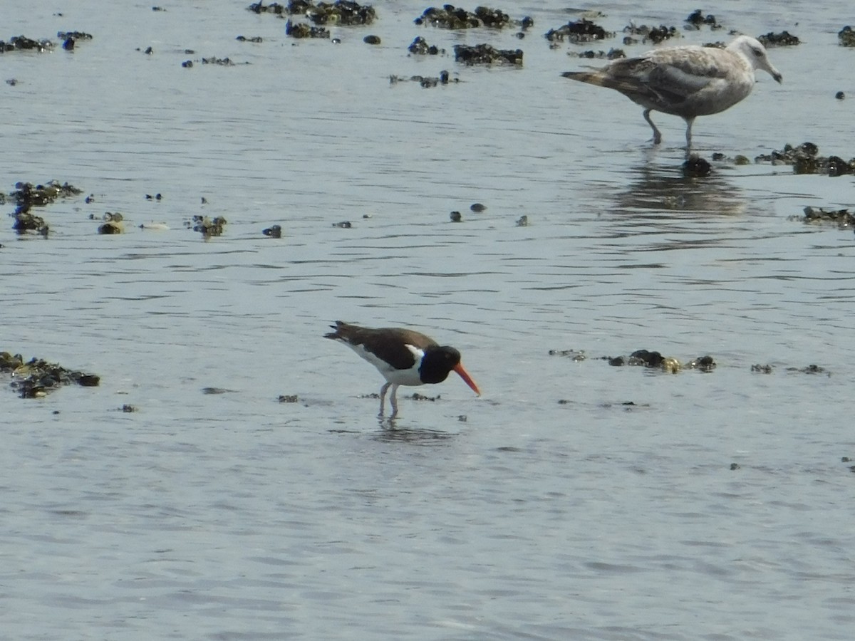 American Oystercatcher - Luis Mendes