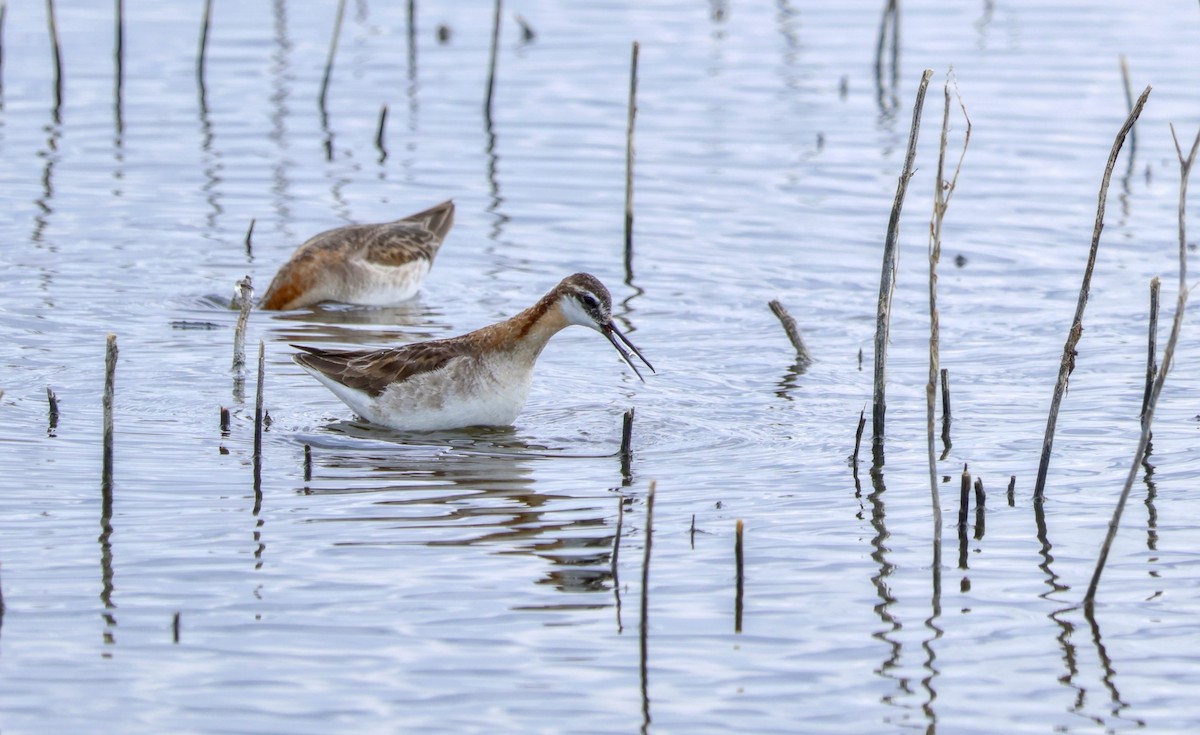 Wilson's Phalarope - ML620768059