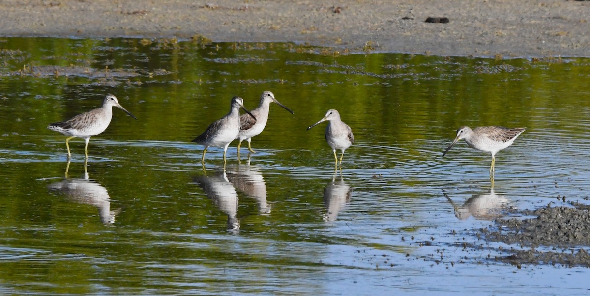 kortnebbekkasinsnipe - ML620768063