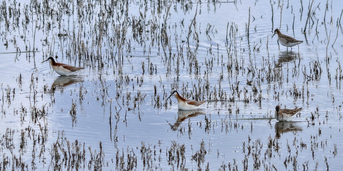 hvithalesvømmesnipe - ML620768064