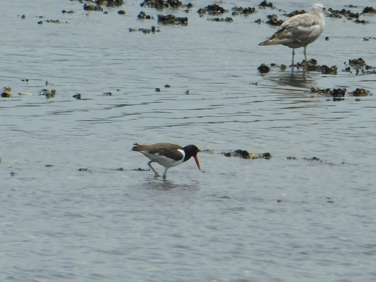 American Oystercatcher - ML620768070