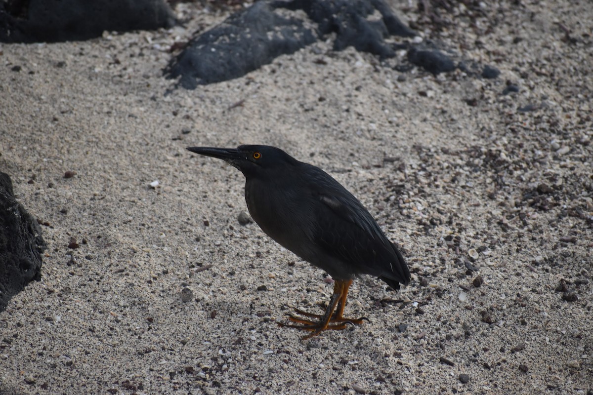 Striated Heron (Galapagos) - ML620768072