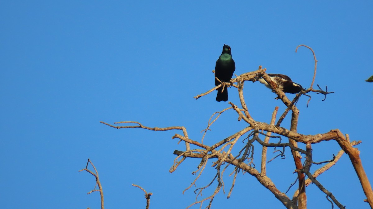 White-eared Barbet (White-eared) - ML620768075