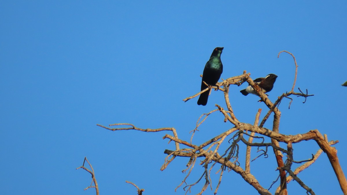 vousáček bělouchý (ssp. leucotis/kilimensis) - ML620768076