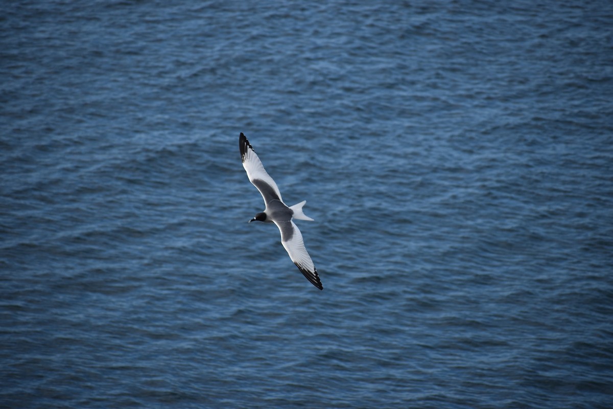 Swallow-tailed Gull - ML620768083