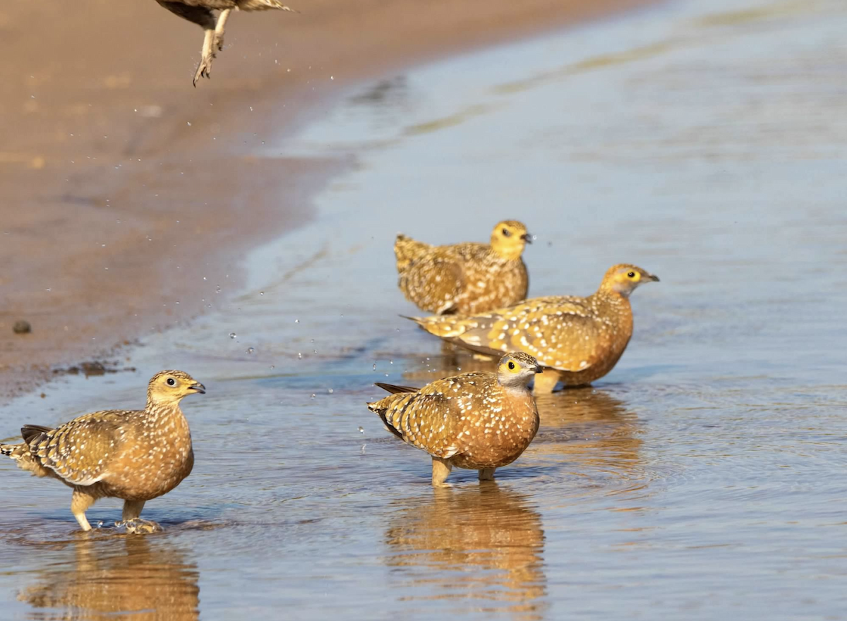 Burchell's Sandgrouse - ML620768091